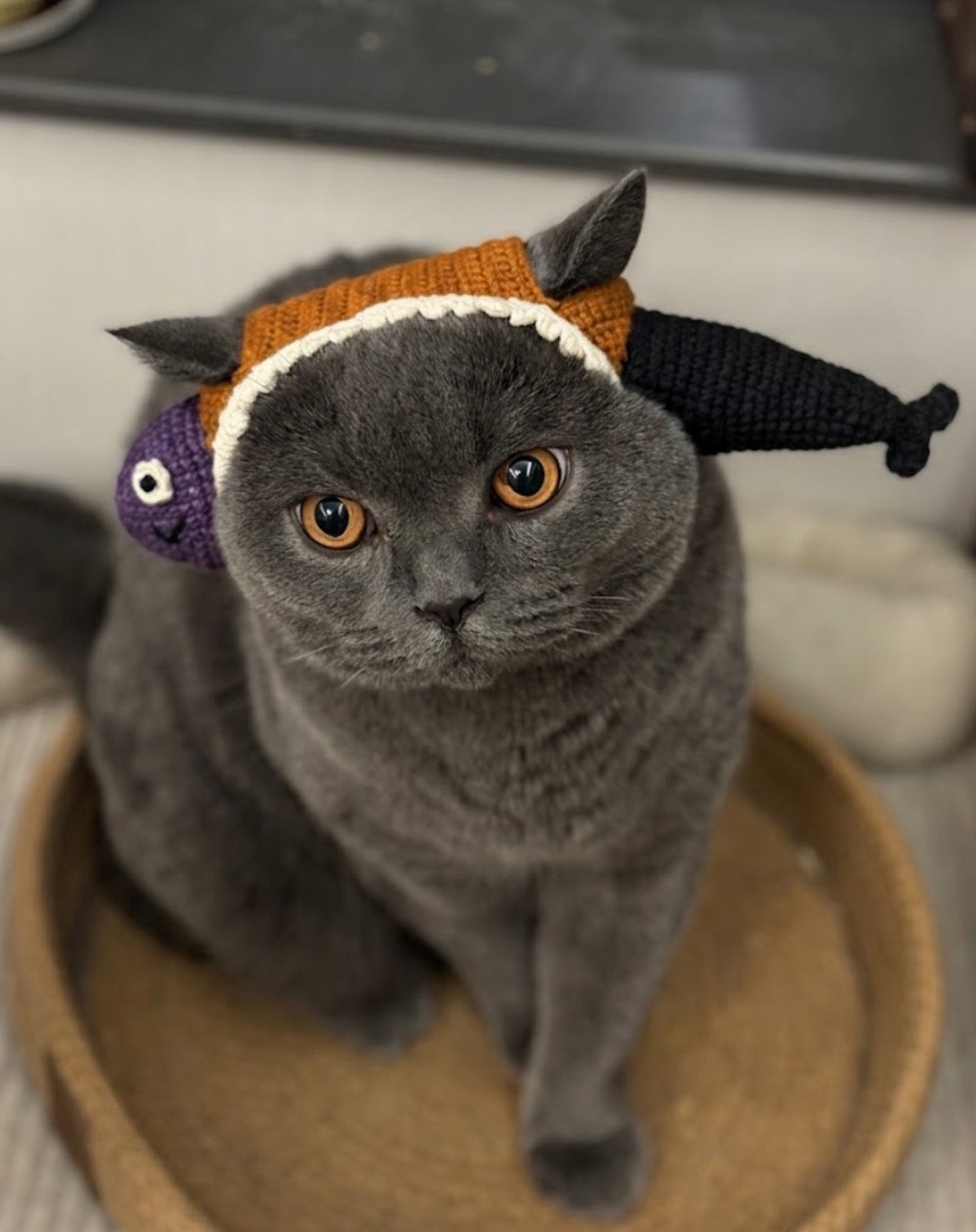 Halloween Fish Hat