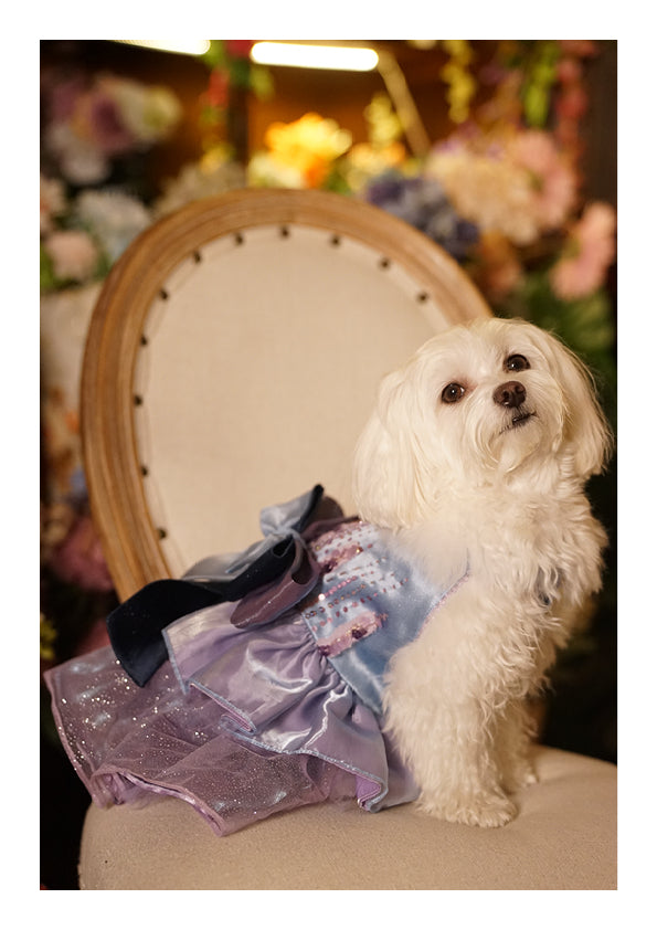 Starry Night French Embroidered Dress